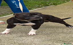 Staffordshire Bull Terrier dogs for stud: Django for stud - Image 2