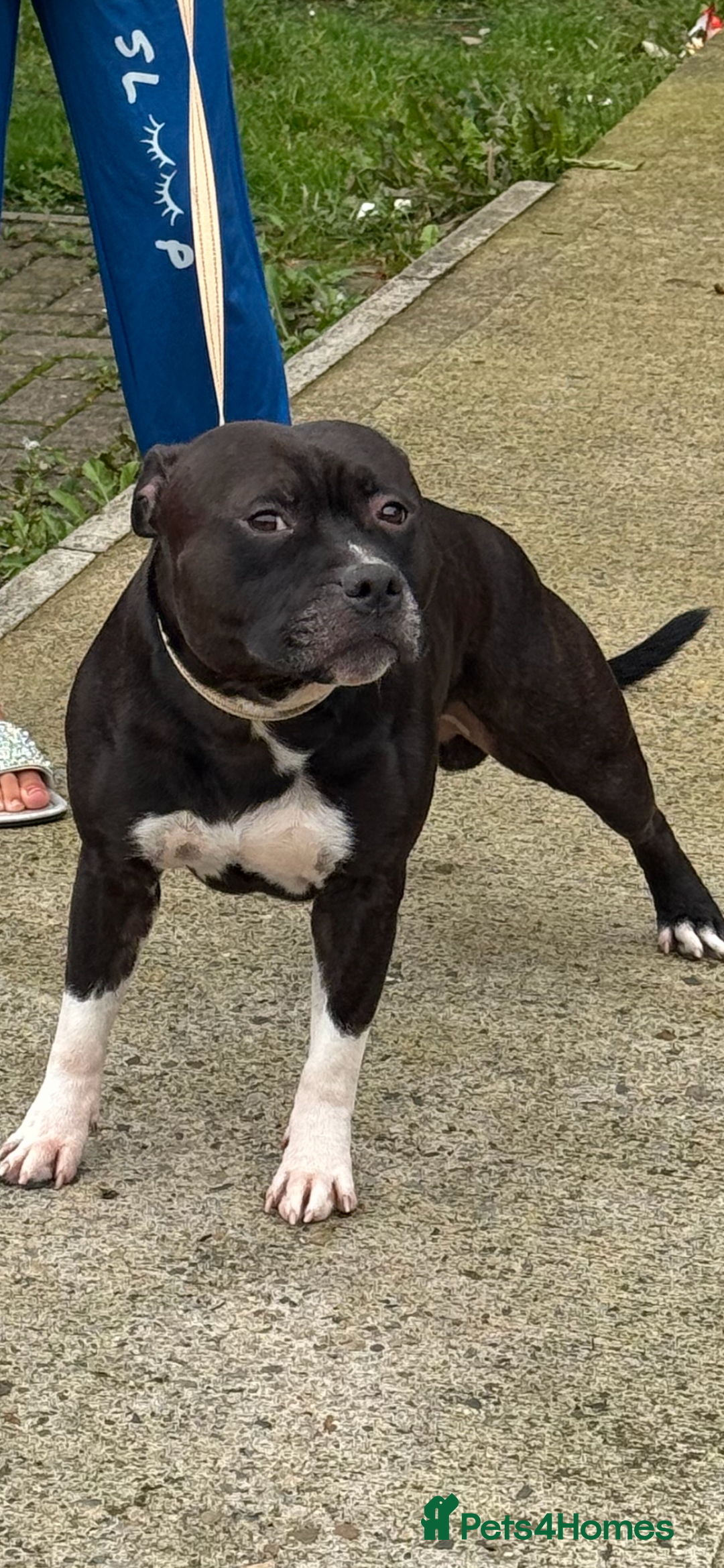 Staffordshire Bull Terrier dogs for stud: Django for stud - Image 2