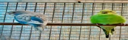 Budgerigars birds for sale: Baby tammed budgies for sale  in Windlesham - Advert 10