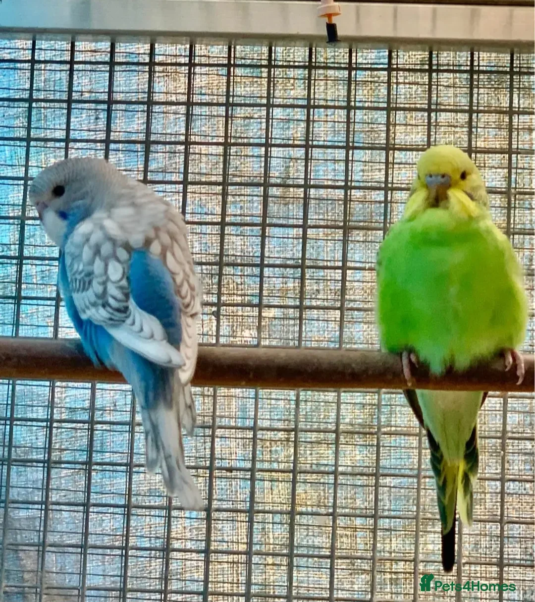 Budgerigars birds for sale: Baby tammed budgies for sale  in Windlesham - Advert 10