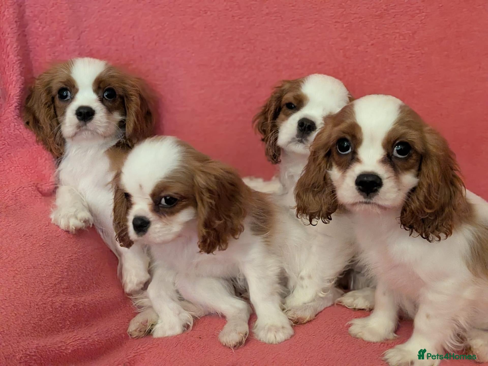 Cavalier King Charles Spaniel dogs Gorgeous Cavalier King Charles Spaniel puppies - Advert 8
