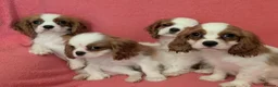 Cavalier King Charles Spaniel dogs for sale: Gorgeous Cavalier King Charles Spaniel puppies - Advert 1