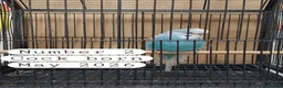Budgerigars birds for sale: Baby budgies Ashford Kent  - Advert 6