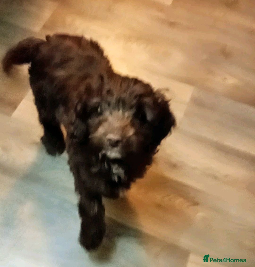 Cavapoo dogs LITTLE GIRL READY FOR NEW HOME NOW - Advert 10