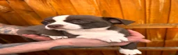 Chihuahua dogs for sale: 🐾 REDUCED🐾 4 pups left 🐾Merle Chihuahua Puppies - Advert 4