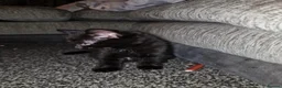 Mixed Breed cats for sale: 🐾 Gorgeous Mixed-Breed Kittens Ready Soon 🐾 - Advert 18