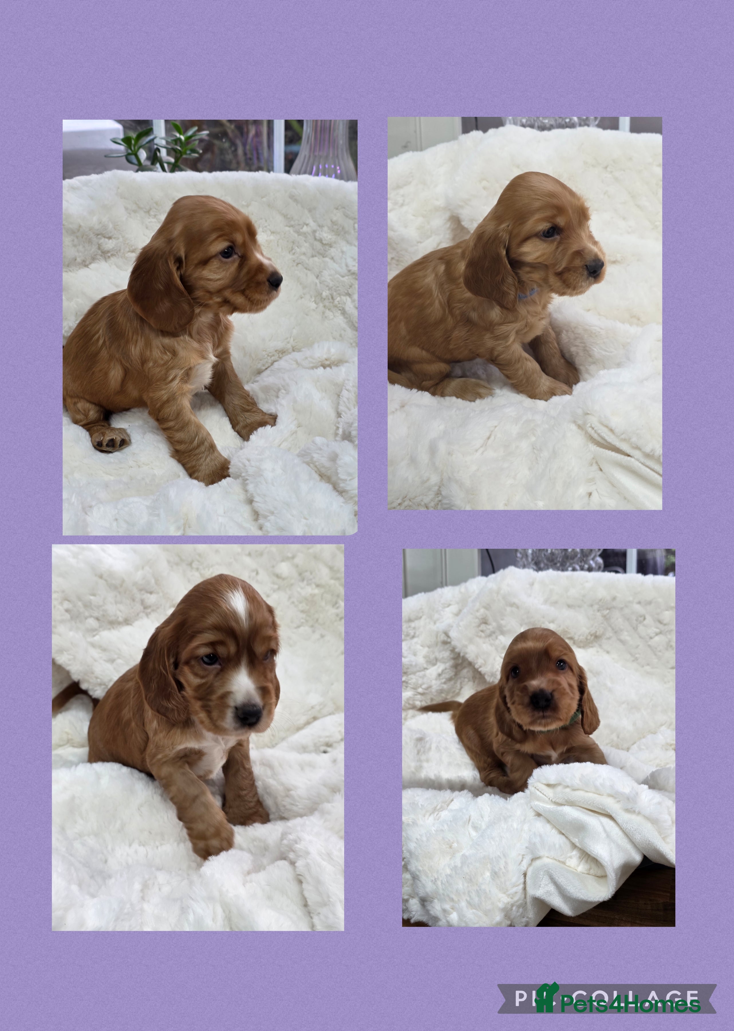 Cocker Spaniel dogs Beautiful KC Show Cocker Spaniel Pups - Advert 7