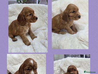 Cocker Spaniel dogs Beautiful KC Show Cocker Spaniel Pups - Advert 7