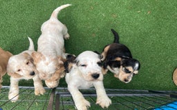 Cocker Spaniel dogs for sale: Beautiful show type cocker spaniels  in York - Image 8