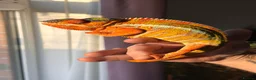 Chameleon reptiles for sale: Male blue bar - Advert 6