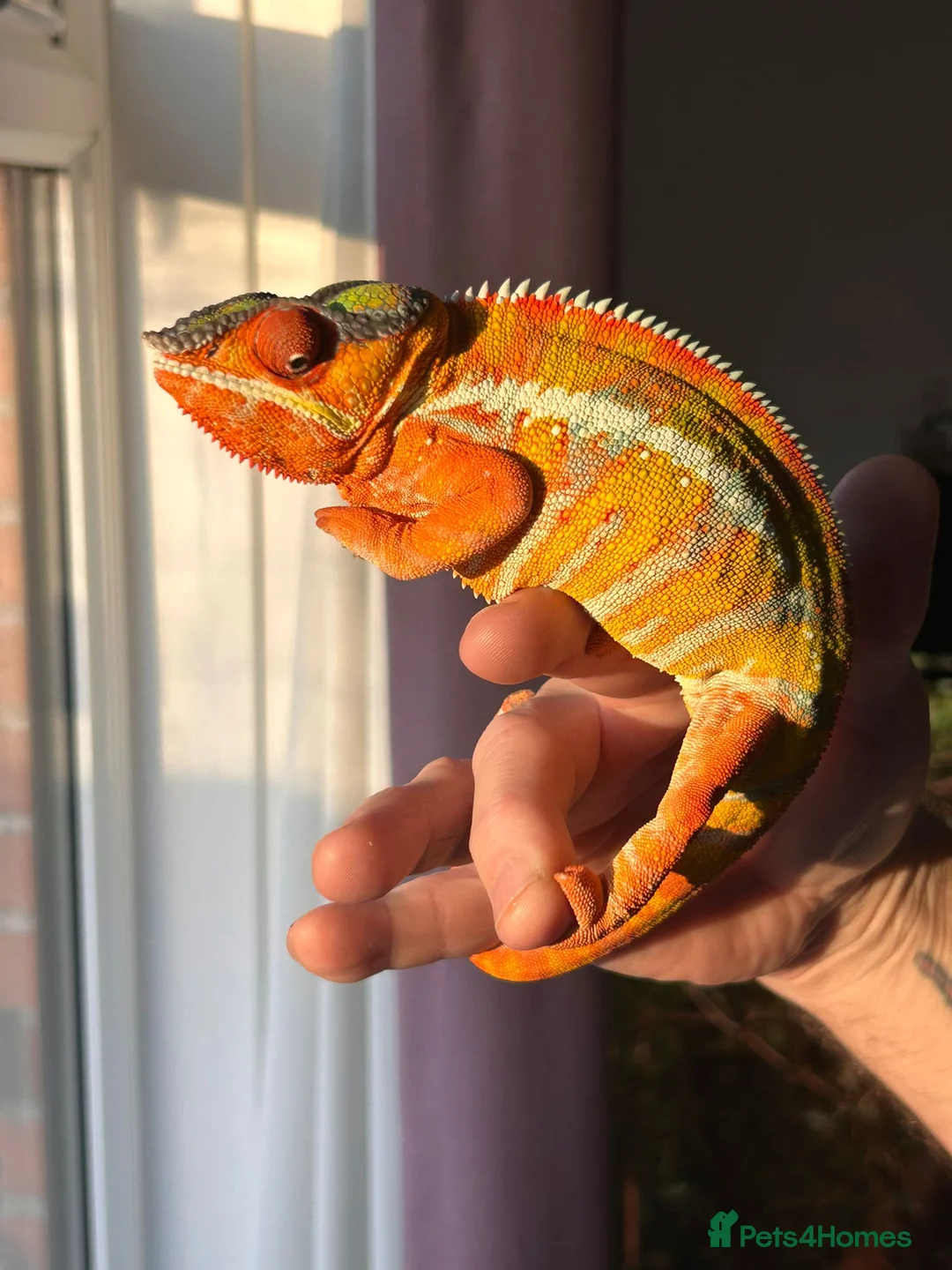 Chameleon reptiles for sale: Male blue bar - Advert 6