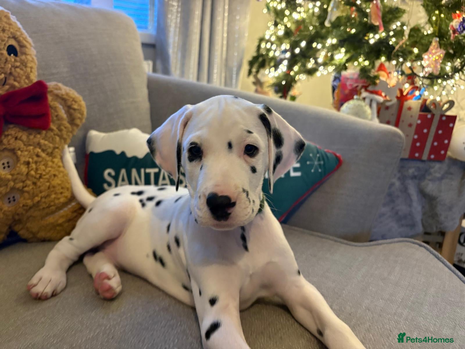 Dalmatian dogs Dalmatian puppies KC reg *Ready now* 1xboy 1xgirl - Advert 8