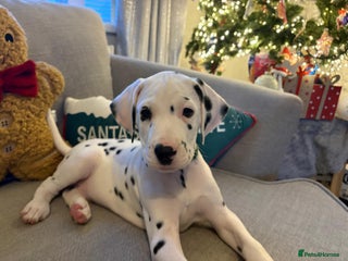 Dalmatian dogs Dalmatian puppies KC reg *Ready now* 1xboy 1xgirl - Advert 8