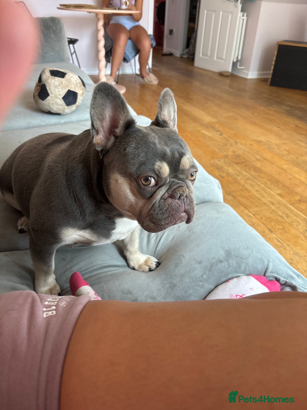 French Bulldog dogs for sale: Beautiful little girl 5yrs old free to a good home - Image 2