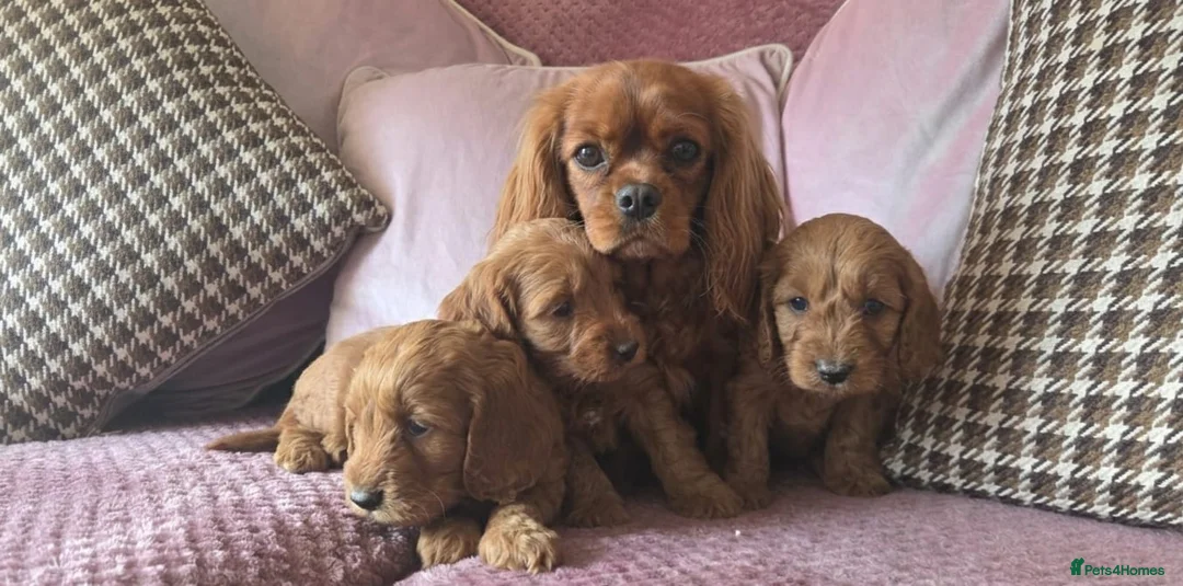 Cavapoo dogs for sale: RUBY RED HEALTH CHECKED CAVAPOOS in Stoke-on-Trent - Advert 5