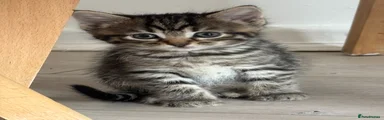 Domestic Shorthair 4