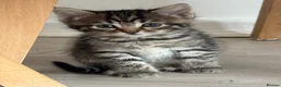 Domestic Shorthair cats for sale: 6 gorgeous kittens looking for loving home - Advert 16