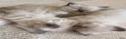 Ragdoll cats for sale: beautiful fluffy ragdolls - Advert 2