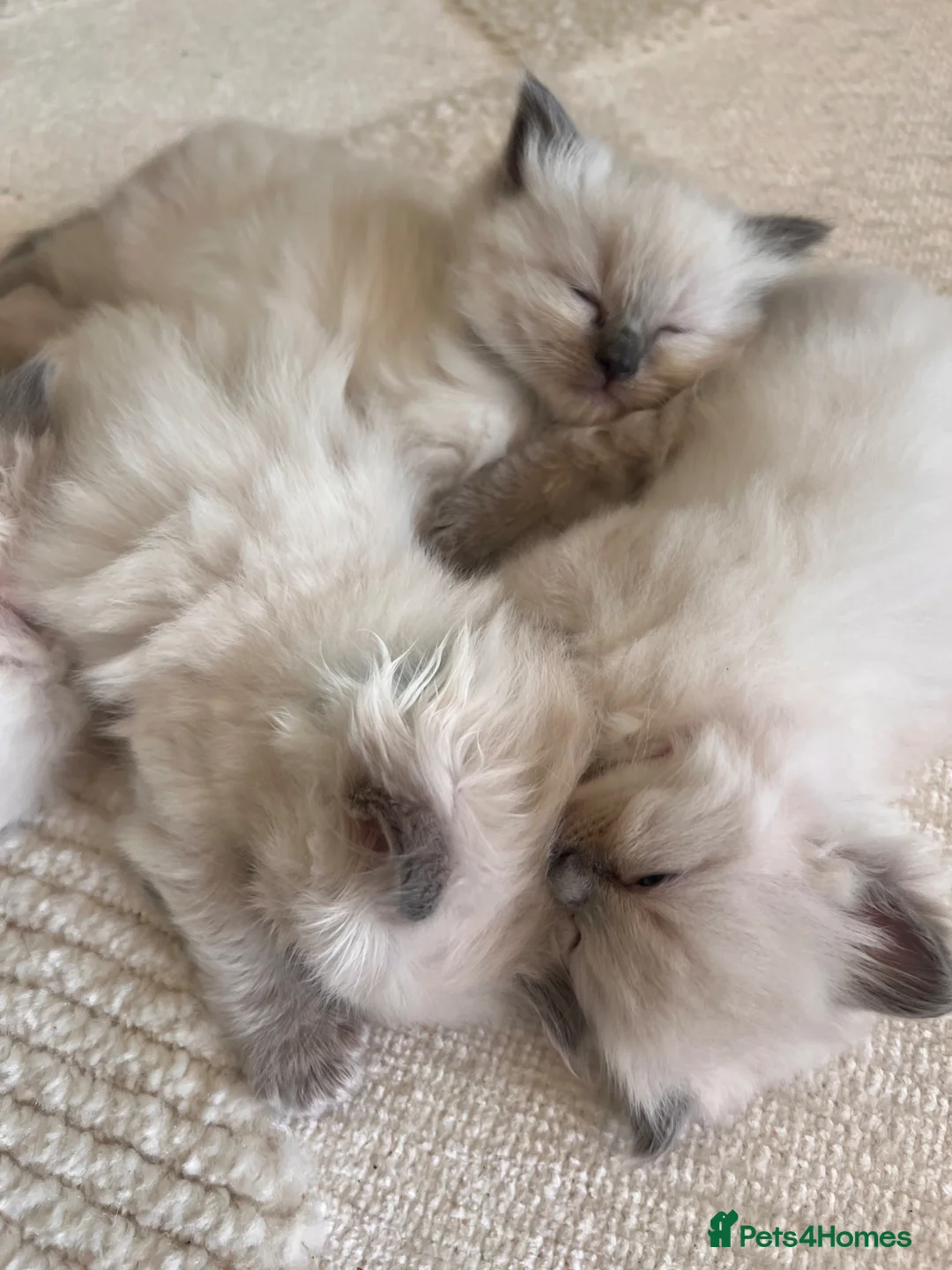 Ragdoll cats for sale: beautiful fluffy ragdolls - Advert 2