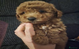 Lhasapoo dogs for sale: Beautiful lhasapoo puppies  - Image 3