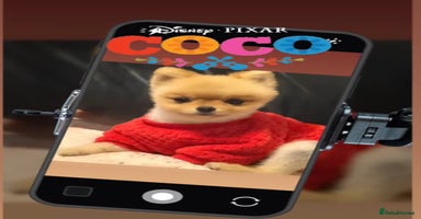 Pomeranian dogs in Bedford - Advert 14