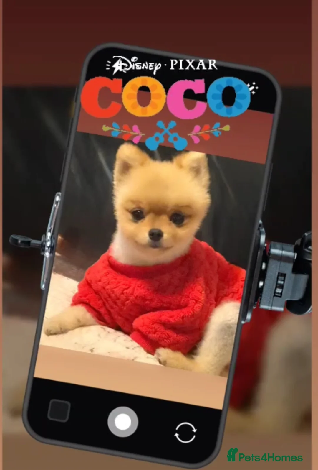 Pomeranian dogs for stud: 💙✨BLUE EYES & Hazel 👀 Poms 🐶EXPERIENCED STUDS🏆 in Bedford - Advert 14