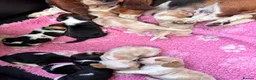 Basset Hound dogs for sale: Basset hound puppies  - Advert 4