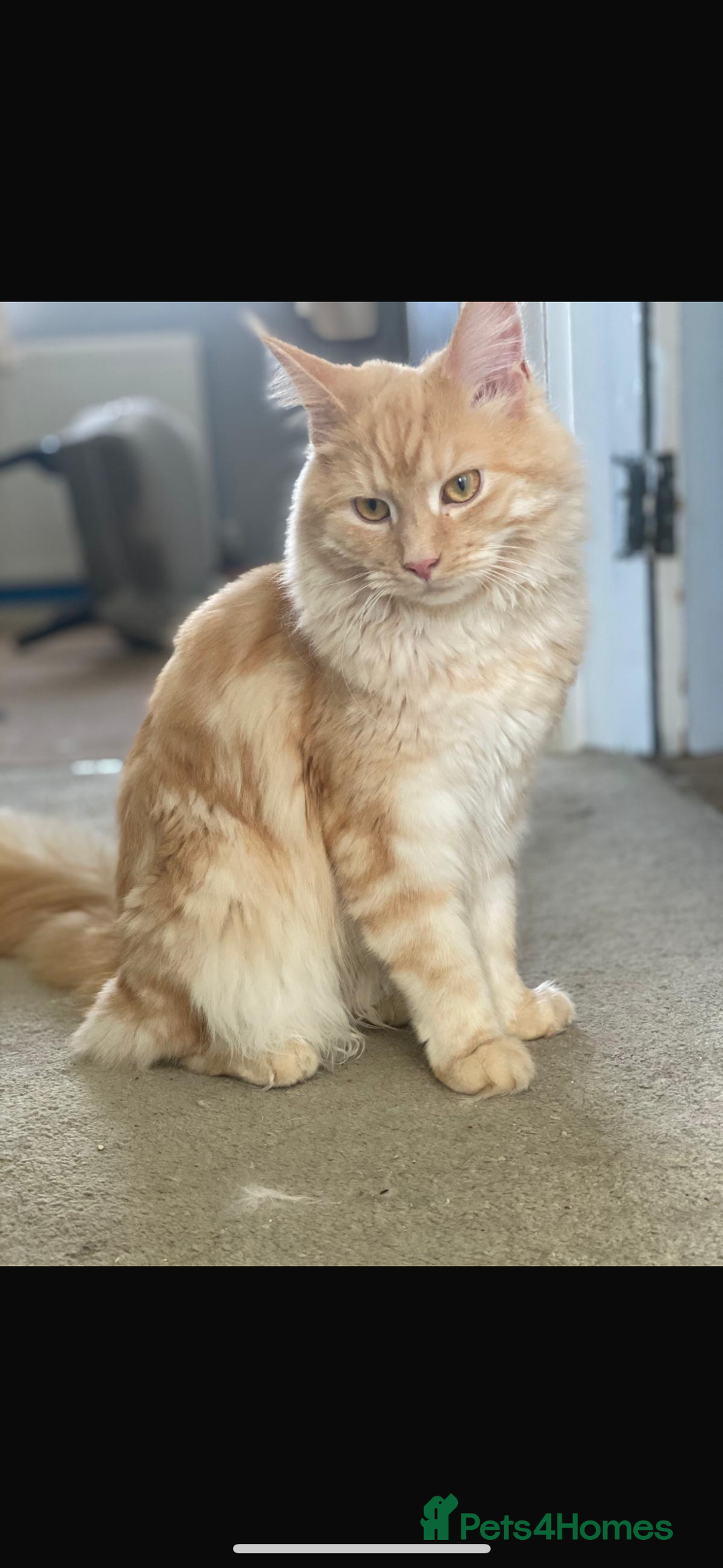 Maine Coon cats for sale: Maine coon kittens 5 girls  - Advert 6