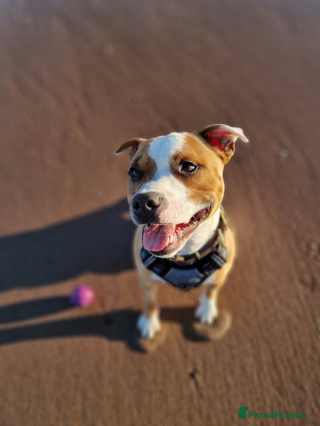 Staffordshire Bull Terrier dogs for sale: Male Staffordshire bull terrier  - Advert 1