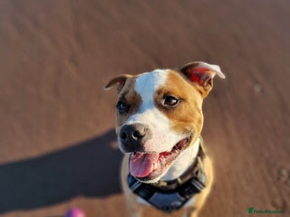 Staffordshire Bull Terrier dogs Male Staffordshire bull terrier - Advert 12