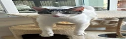 Arabian Mau cats for adoption: Male Cat for Indoor Adoption - Advert 4