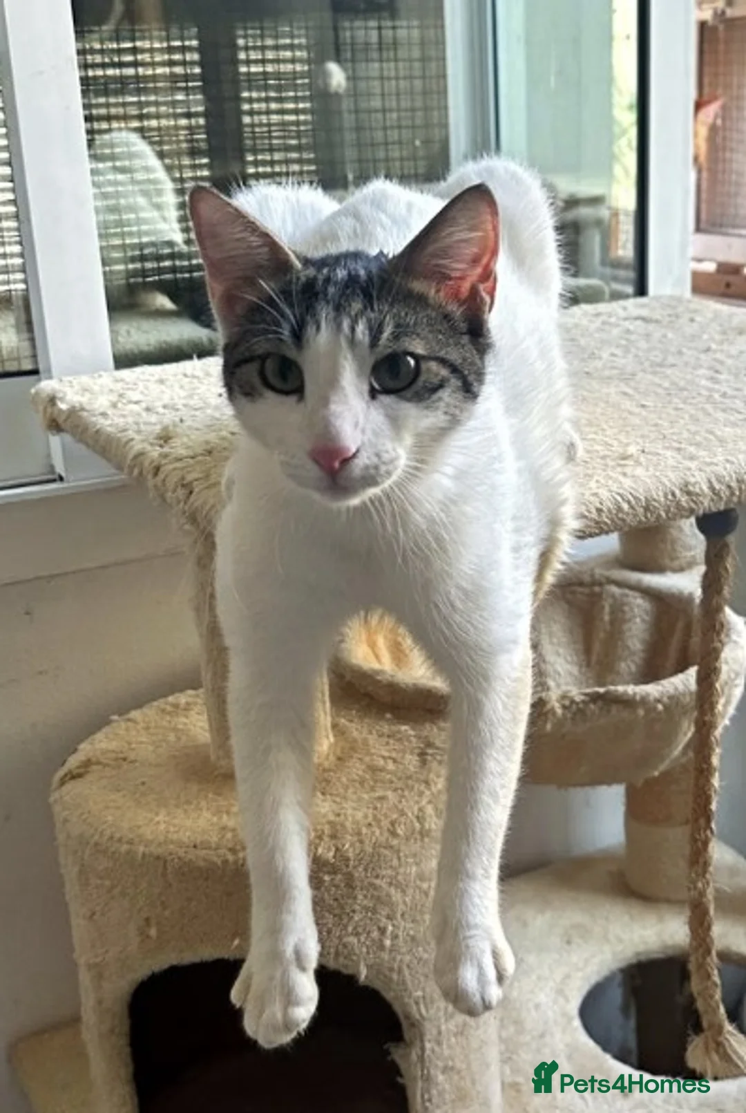 Arabian Mau cats for adoption: Male Cat for Indoor Adoption - Advert 4