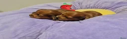 Miniature Dachshund dogs for sale: Pra clear-Beautiful miniature LG Dachshund pupps - Advert 14