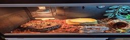 Python Snake reptiles for sale: Royal Python + FULL setup - Advert 8