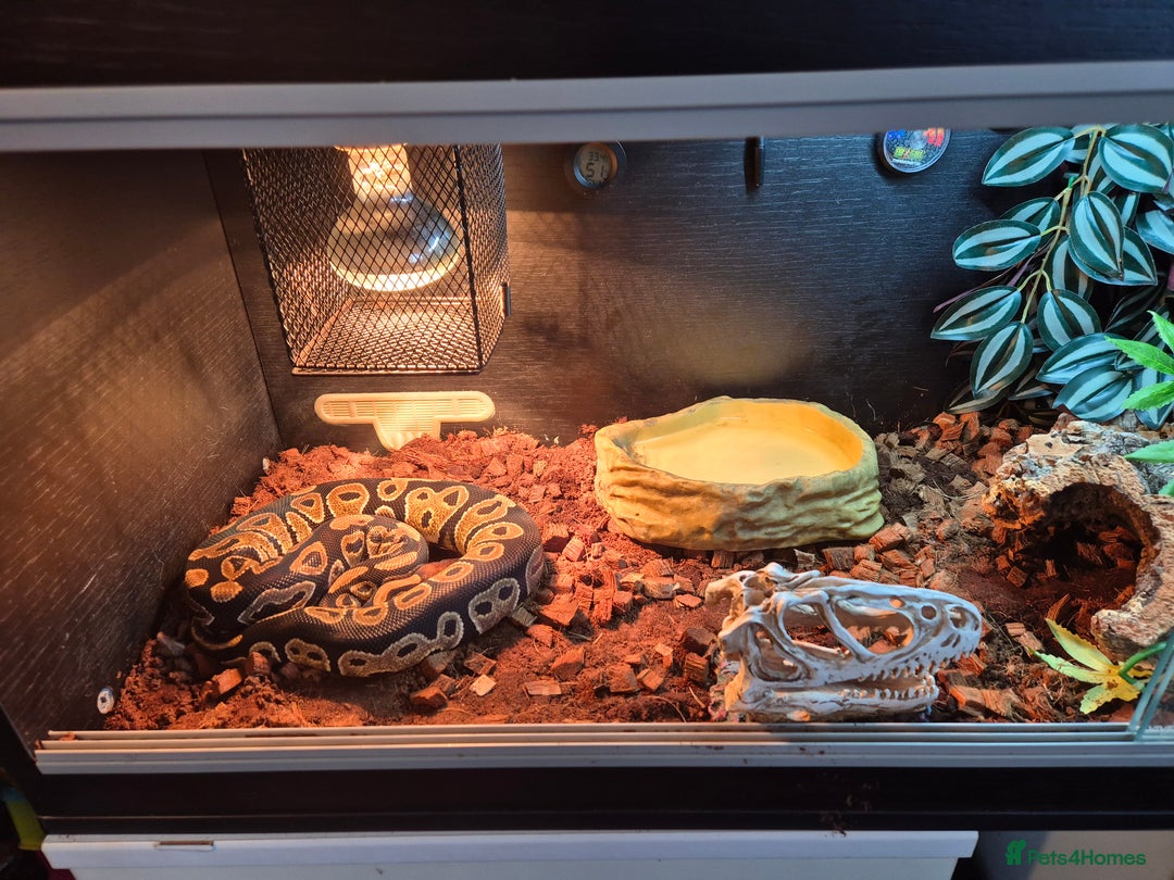 Python Snake reptiles for sale: Royal Python + FULL setup - Advert 8
