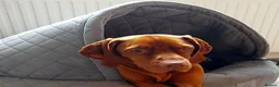 Hungarian Vizsla dogs for sale: Hungarian Vizsla puppies 1 girl and 1 boy - Advert 20