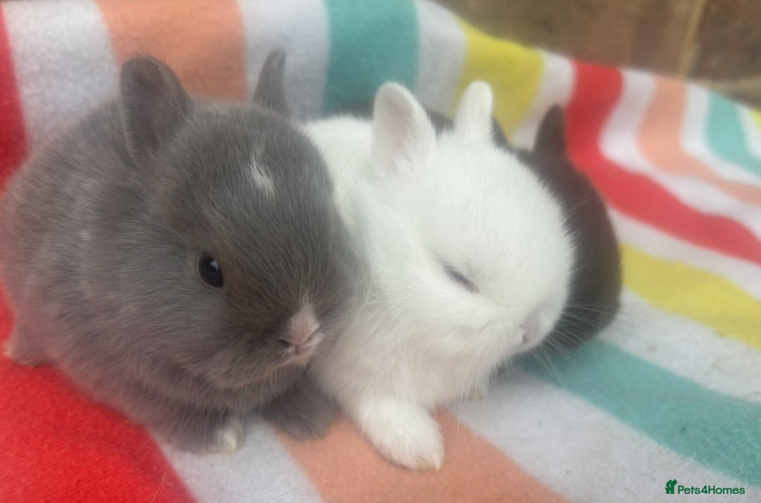 Netherland Dwarf rabbits for sale: Sweet Netherland Dwarf bunnies  - Advert 4