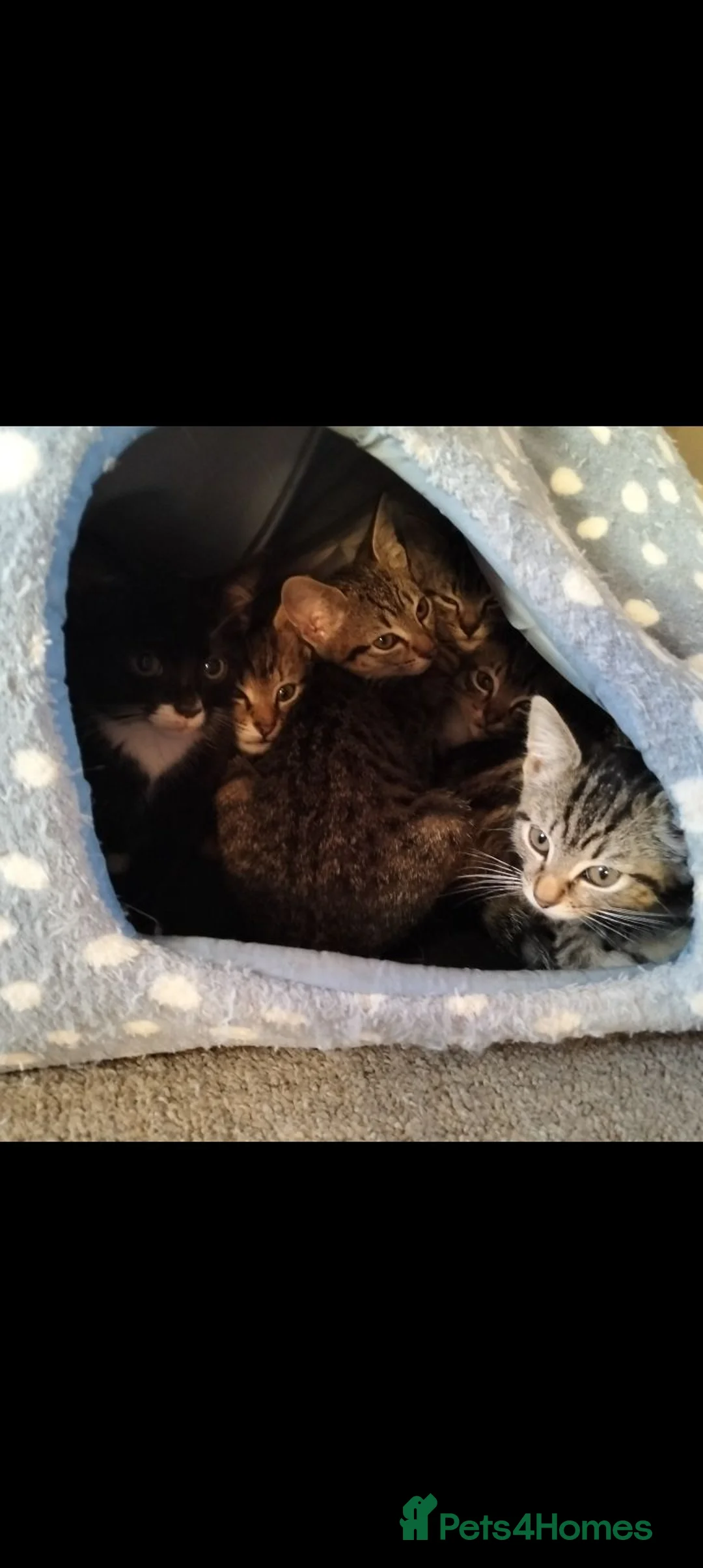 Mixed Breed cats for sale: Lovely Kittens  in Doncaster - Advert 15