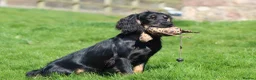Cocker Spaniel dogs for stud: Black and Tan Cocker Spaniel at Stud - Advert 6