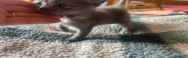 British Shorthair Kitten 3