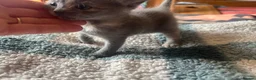 British Shorthair cats for sale: Rare Grey/ginger tortoiseshell kittens - Advert 15