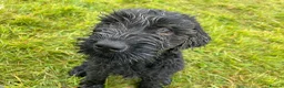 Russian Black Terrier dogs for sale: Russian Black Terrier Pups for Sale - Advert 6