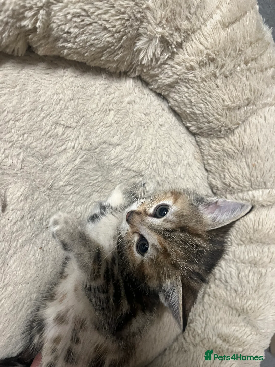 Mixed Breed cats for sale:  🐾 Stunning Mixed Tabby Kittens Available 🐾 - Advert 10