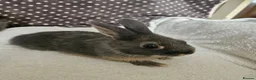Netherland Dwarf rabbits for sale: Blue Netherland Dwarf bunnies  - Advert 5