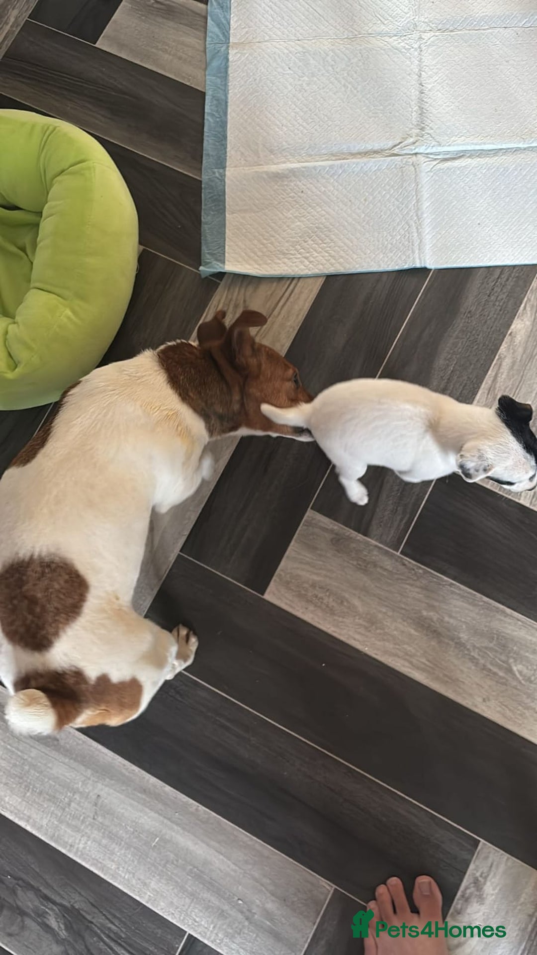 Jack Russell dogs for sale: Ruby  - Image 1