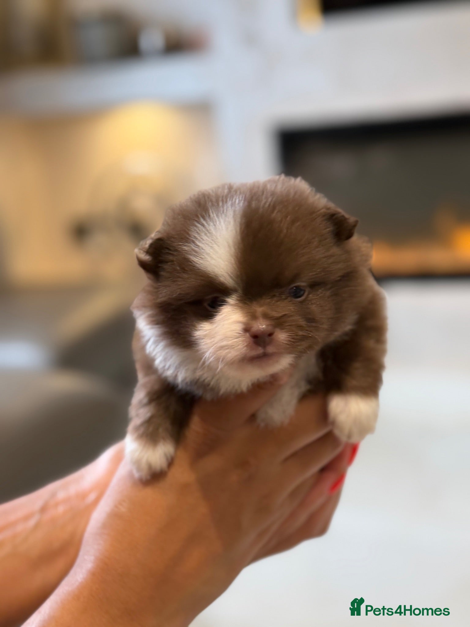 Pomeranian dogs Lilac Chocolate Merle Babies  - Advert 2