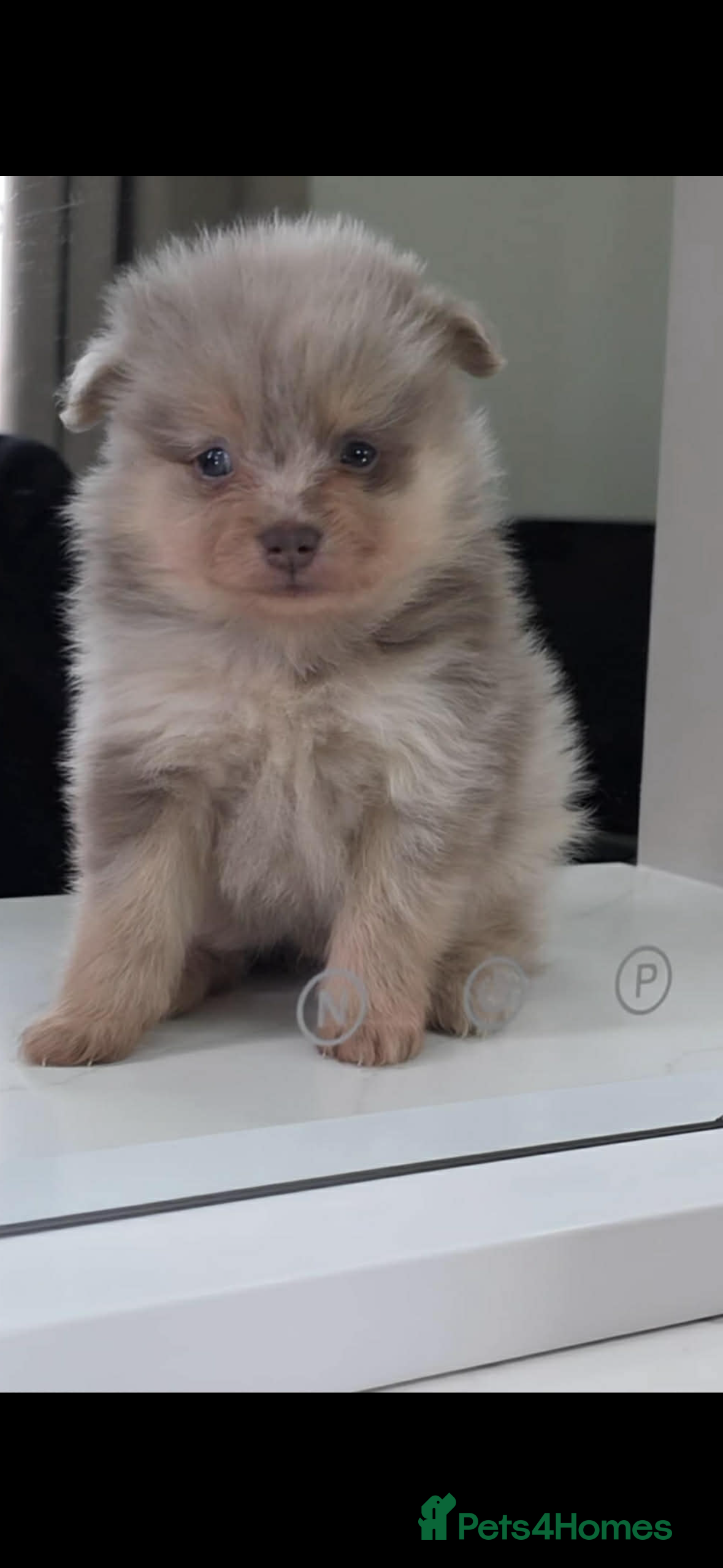 Pomeranian dogs Miniature Pomeranian male  - Advert 1