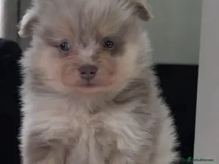 Pomeranian dogs Miniature Pomeranian male - Advert 1