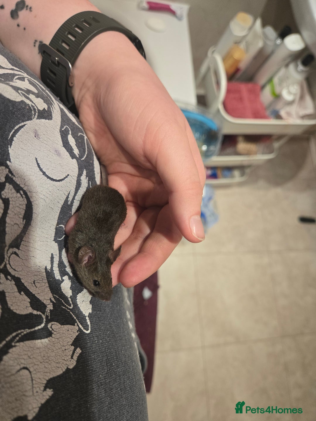 Mouse rodents for sale: Young mice (M/F) for sale - Advert 6