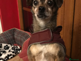 Mixed Breed dogs Quiet little lady - Advert 14